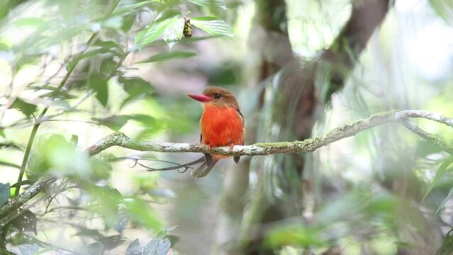 The brown-headed paradise kingfisher (Tanysiptera danae), also known as the russet paradise kingfisher.
 It is endemic to the lowland forest in the Bird's Tail Peninsula (Papua New Guinea).