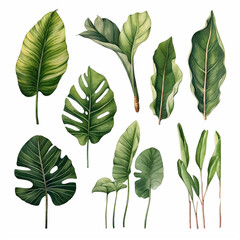 Different types of tropical leaves on   white background. 