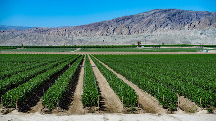 Fototapeta na wymiar Coachella Valley Farming