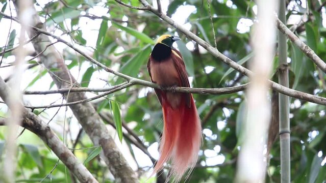 Raggiana Bird-of-paradise (Paradisaea raggiana) in Varirata National Park, Papua New Guinea