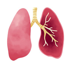 lungs