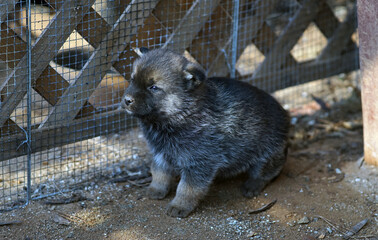 A very cute Korean puppy