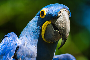 blue and yellow macaw