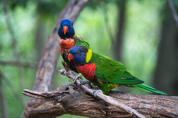 rainbow lorikeet parrot