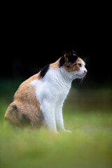 Tricolor cat on the grass in the garden. Selective focus.