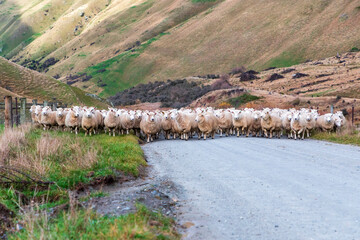 Photograph of a mob of sheep being herded along a road in a valley to a new pasture near Lake Moke...