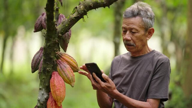 elderly asian cacao farmer connects online with technology on farm with phone