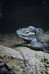 iguana on the rock