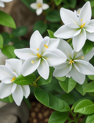 Obraz premium Illustration of white jasmine flowers with green leaves.