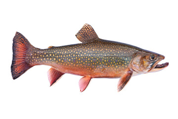 Beautiful fresh caught male brook trout in spawning colors isolated on a white background - obrazy, fototapety, plakaty