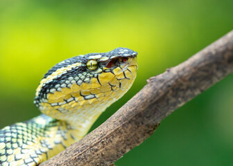 close up of a snake