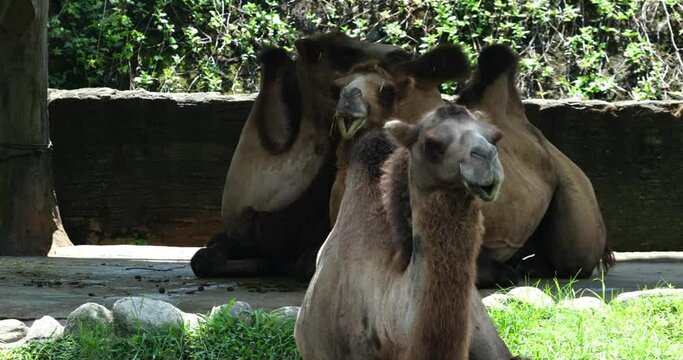 The dromedary camel, scientifically known as Camelus dromedarius, is a large, single-humped camel species native to arid regions of the Middle East and North Africa. |單峰駱駝|Camelus dromedarius
