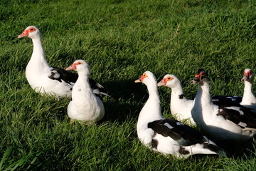 geese on the grass
