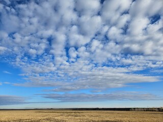 Fototapeta na wymiar Altocumulus clouds in a blue sky above a gold colored agricultural field.