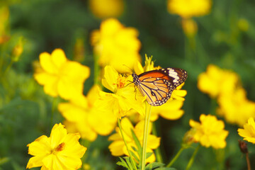 yellow cosmos flowers with butterfly on the defocused background