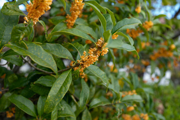 Fototapeta premium Bask in the golden hues and sweet aroma of Osmanthus flowers as they gracefully bloom. This exquisite display captures the essence of nature's beauty, 