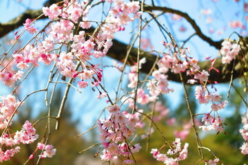 青色の空とピンク色のしだれ桜の風景10