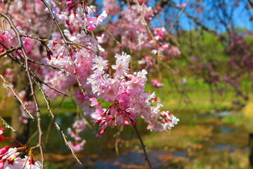 青色の空とピンク色のしだれ桜の風景8