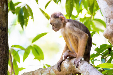 Cute close-up amazon capuchin monkey in the jungle