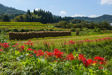 稲の掛け干しが行われた田園の風景 鳥取県 郡家町