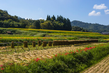Fototapeta na wymiar 稲の掛け干しが行われた田園の風景 鳥取県 郡家町