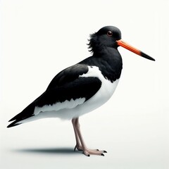 Fototapeta premium American Oystercatcher on a white background