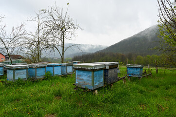 Blue wooden bee hives on a green lawn against the backdrop of mountains.