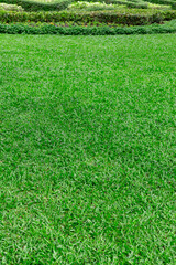 Green plant leaves,Outdoor green lawn