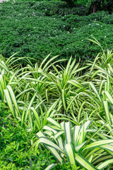 Green plant leaf,Green leaves in the garden