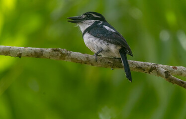 Bobito coronado - Notharchus tectus