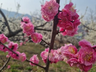 Pink flower tree (out of focus)