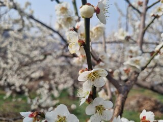 The cherry trees sprout. (Outfocus)