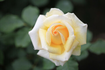 水滴が美しい黄色のバラの花（北斗）