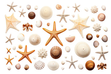 Fototapeta na wymiar Sea shells isolated on transparent background,Transparency 