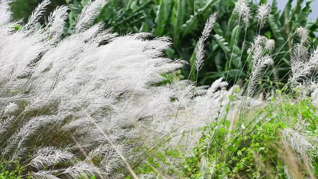 Close-up Shot Beautiful view, Autumn Icon White Kashful (Saccharum spontaneum) flower swaying in the wind in the field.