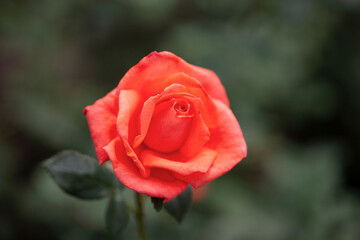 背景が美しいオレンジ色のバラの花（Super Star）