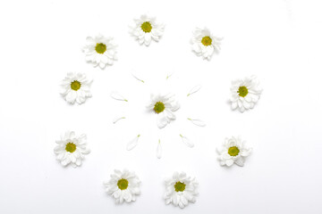 Camomile small group set isolated on white background as package design element.