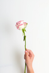 girl holds one carnation in her hand on a white background