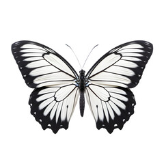 butterfly on white background, Generative Ai