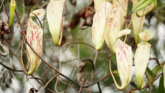 exotic and unique wild carnivorous plants closeup, pitfall traps insect eater, asia