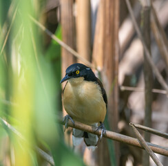 Donacpbius atricapilla - Cucarachero de pantano