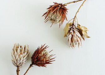 dried exotic flowers Protea top view on white background close up . Floral card. Fine art aesthetic...