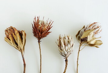 dried exotic flowers Protea pattern top view on white background close up . Floral card. Fine art...