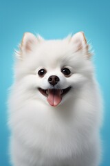 cute pomeranian dog 