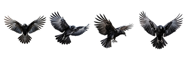 Set of Raven Flying Isolated on transparent or white Background