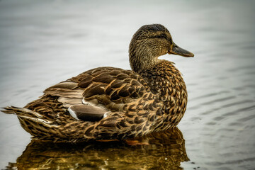 duck on the water