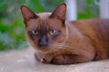 portrait of a cat