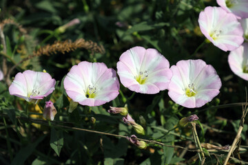 Fototapeta premium white and pink flowers of bindweed (lat. Convolvulus) in a forest clearing. summer wild flowers