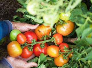 male hands hold large ripe tomatoes. big bunch of red tomatoes on the farm