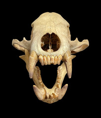 black bear skull skull and crossbones1